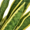 vidaXL Decor* Artificial Sansevieria Plant With Pot 25.6