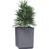 vidaXL Lawn & Garden* Planters 2 Pcs Dark Gray 11.8